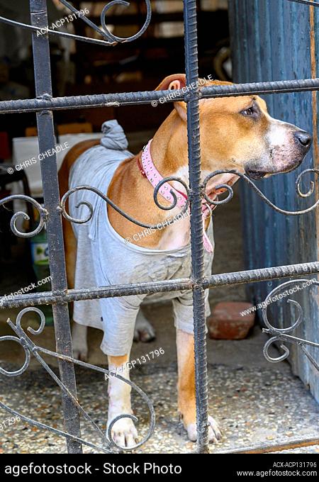 Dog, Havana Vieja, Cuba