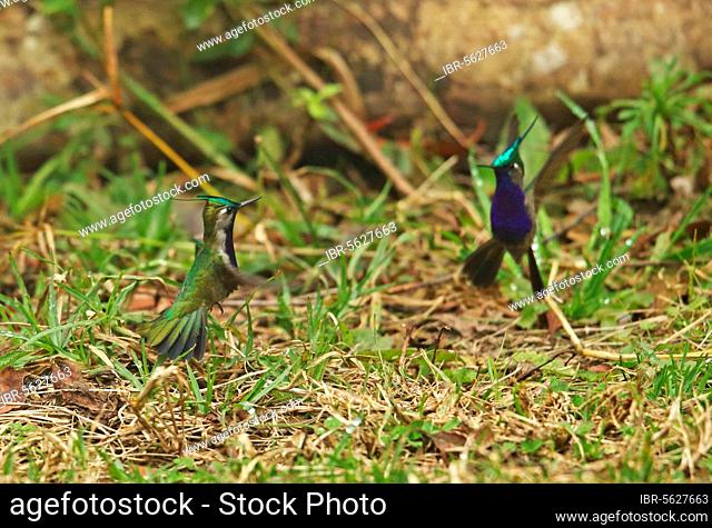 Green-crowned plovercrest (Stephanoxis lalandi) two adult males in hovering flight, Düll low above the forest floor, Atlantic Rainforest, Pico da Caledonia
