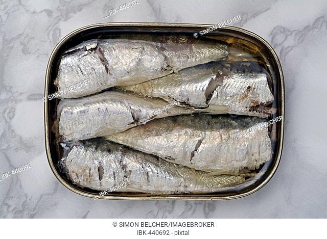 Open Tin Of Sardines On A Kitchen Work Surface