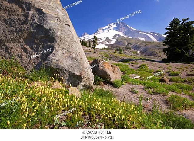 wildflowers with mount hood in the background, timberline, oregon, united states of america
