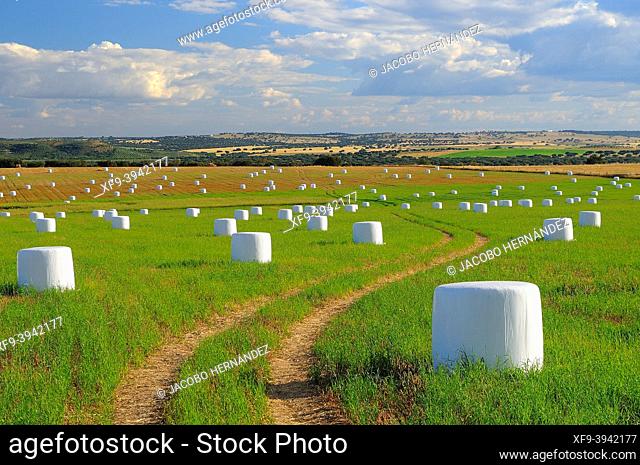 Field with packed straw. Alburquerque. badajoz province. Extremadura. Spain
