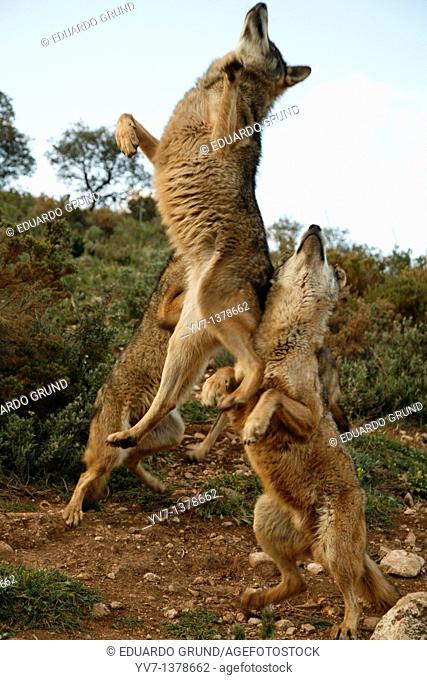 Iberian wolf pack jumping  Wolf park, Antequera, Malaga, Andalusia, Spain