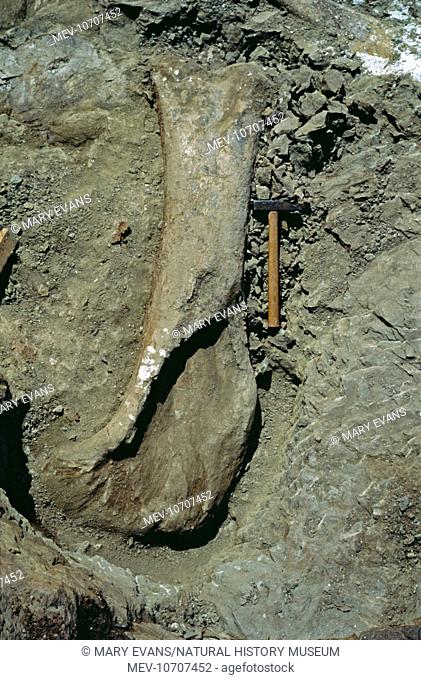 A partly excavated femur (thigh bone) that belonged to a Sauropod dinosaur, preserved in Upper Jurassic redbed mudstones of the Upper Shaximiao Formation