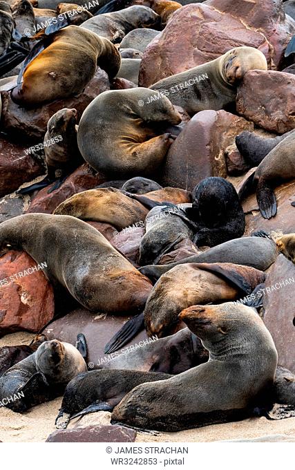 Seals slumber at one of world's largest colonies of Cape Fur Seals (Arctocephalus pusillus), Atlantic Coast, Cape Cross, Namibia, Africa