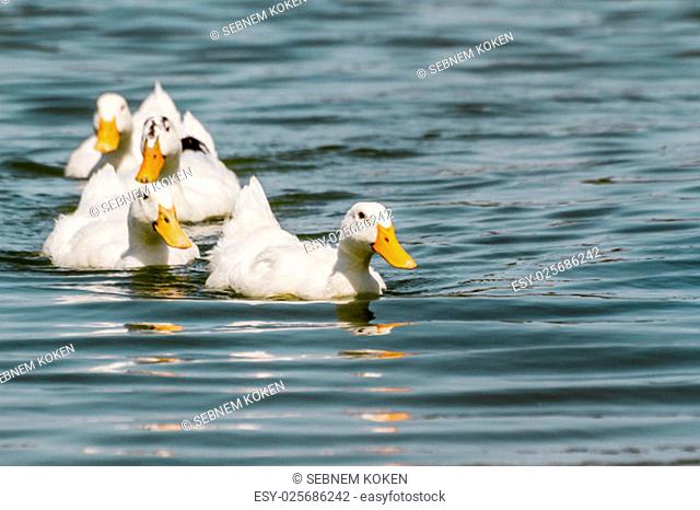 Domestic white duck swimming in the pond of a park