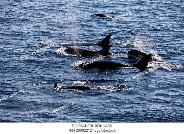 Orca Killer Whale, Orcinus orca, Galapagos, Isabela Island, Ecuador