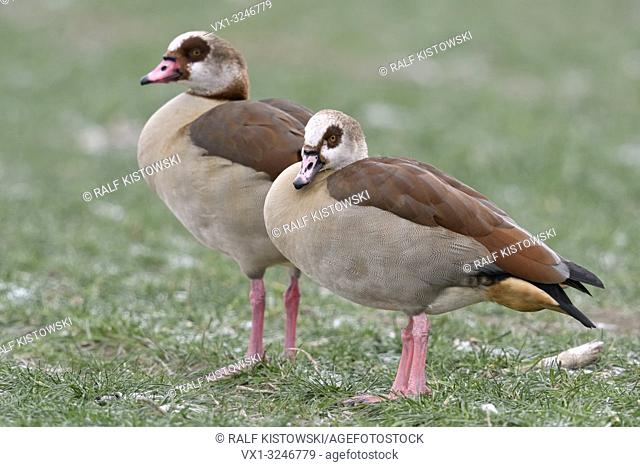 Egyptian Geese / Nilgaense (Alopochen aegyptiacus) pair in winter, standing on frosty farmland, typical view, wildlife, Europe