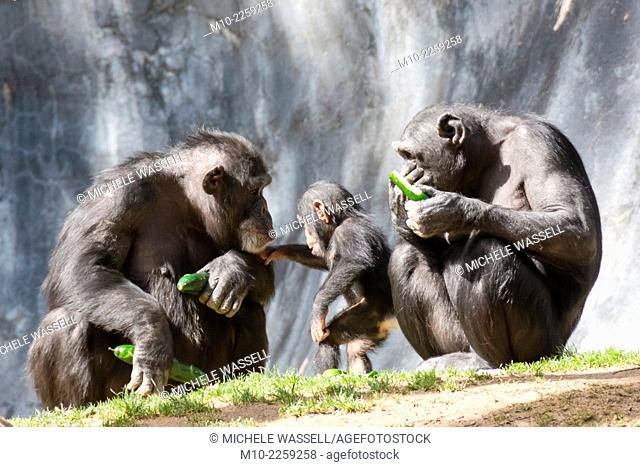 A group of Chimpanzees eating while the nine month old chimpanzee visits with another chimp next to mom