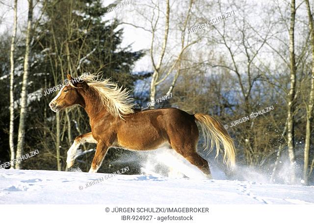 Section B Welsh Pony stallion galloping over a snow-covered paddock, Cologne, North Rhine-Westphalia, Germany, Europe