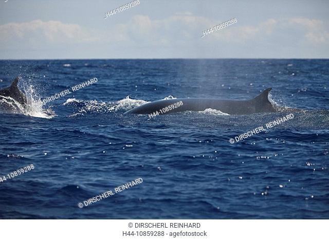Fin Whale, Balaenoptera physalus, Portugal, Azores