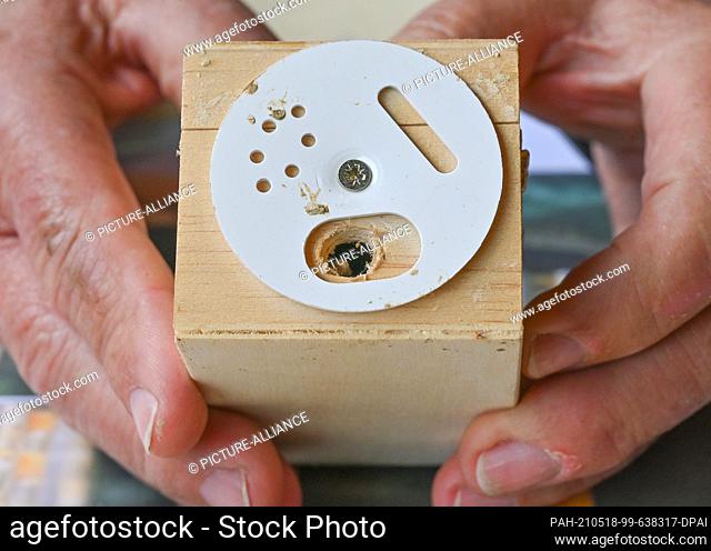 17 May 2021, Brandenburg, Frankfurt (Oder): Eberhard Theis, amateur beekeeper, shows a small box from which the horned mason bees (Osmia cornuta) hatch