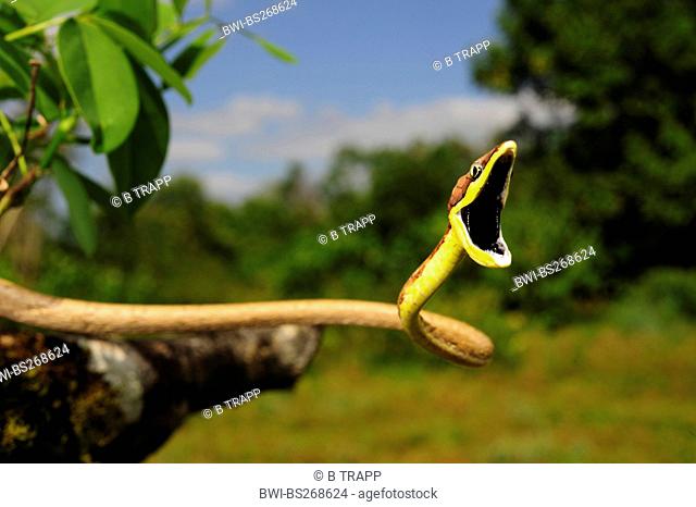 Mexican vine snake Oxybelis aeneus, threatening posture with open mouth, Honduras, La Mosquitia, Las Marias