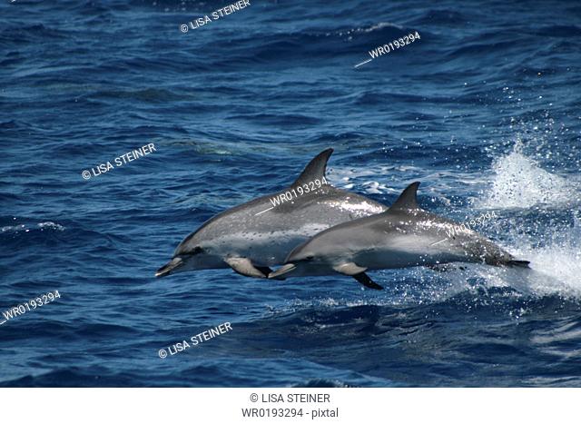Leaping Spotted Dolphin Mother and Calf Azores, North Atlantic
