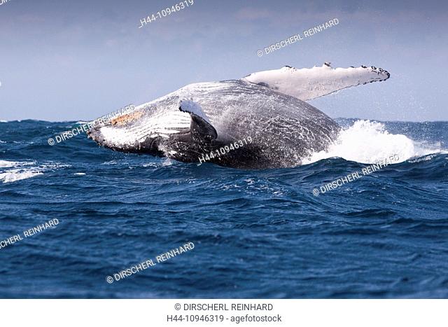 Breaching Humpback Whale, Megaptera novaeangliae, Indian Ocean, Wild Coast, South Africa, Humpback Whale, Whale, Whales, Balaenopteridae, Mysticeti, Cetacea