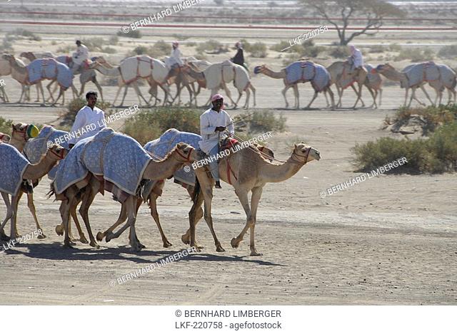 Local men riding dromedaries, Al Ain, United Arab Emirates