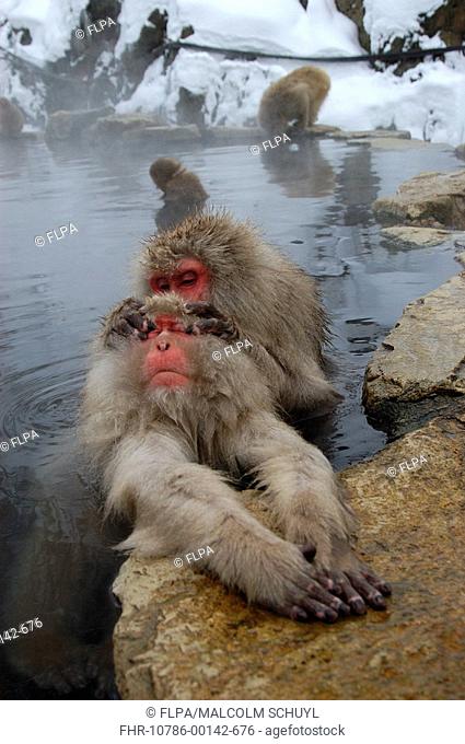 Japanese Macaque Macaca fuscata Grooming in hot spring - Nagano, Honshu, Japan