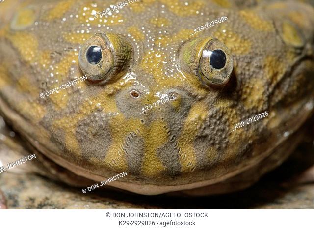 Budgettâ. . s Frog (Lepidobatrachus laevis), Captive, Reptilia reptil zoo, Vaughan, Ontario, Canada