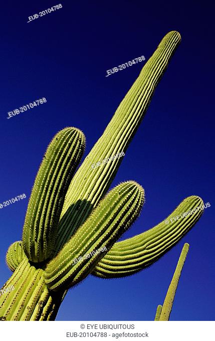 Cactus Plant against a blue sky