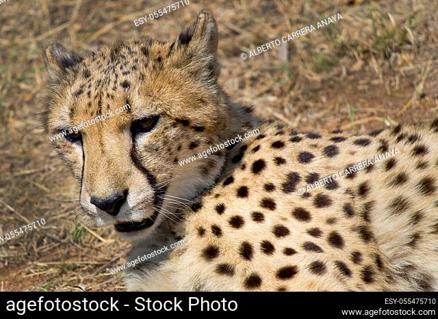 Cheetah, Acinonyx jubatus, South Africa, Africa