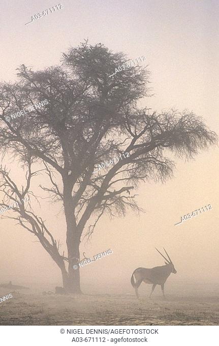 Global Warming, Sandstorm and Gemsbok oryx at 40C temperatures, Kgalagadi Transfrontier Park, South Africa