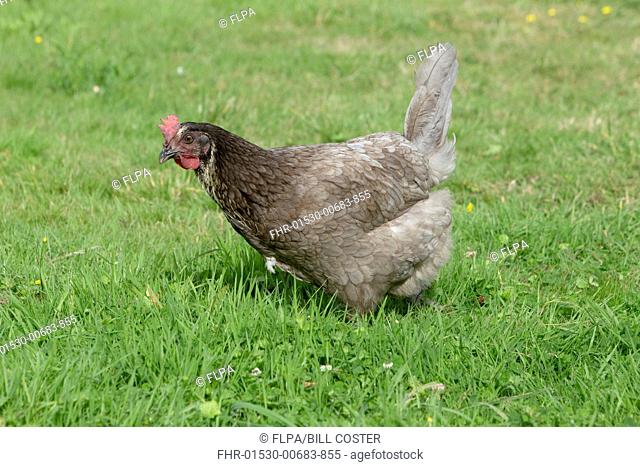 Domestic Chicken, Blue Copper Marans, freerange hen, walking on grass, Essex, England, august