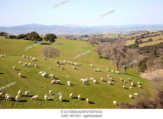 sheep, countryside, scansano, province of grosseto, tuscany, italy, europe