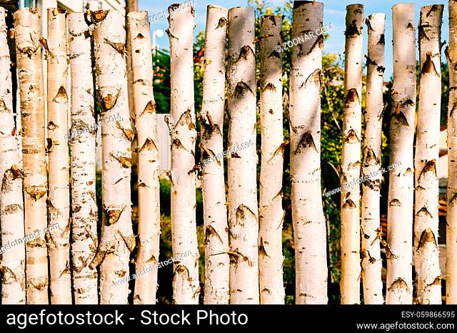 Log from birch trunks in a row. A palisade made of white wooden trunks. High quality photo