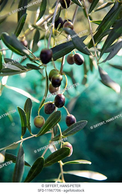 Olives on the branch
