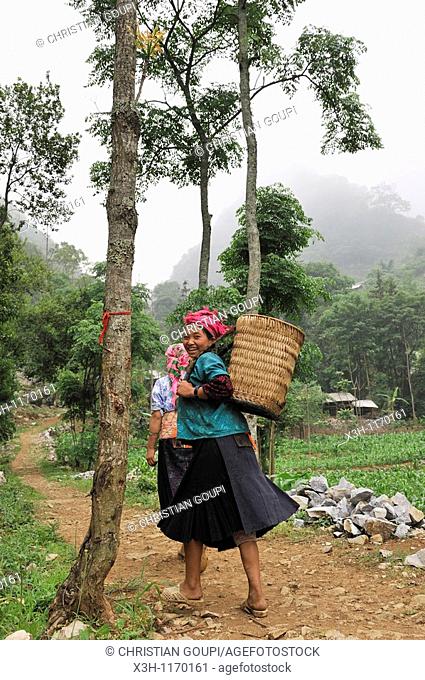 women coming back from fields, around Sa Phin, Ha Giang province, northern Vietnam, southeast asia