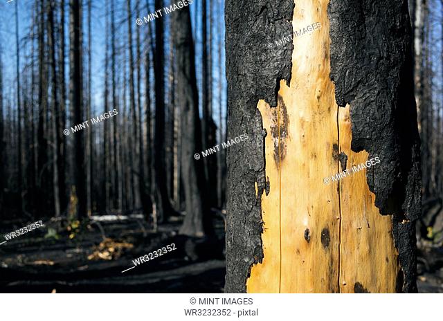 Detail of burned tree and forest from the Norse Peak fire, near Mt. Rainier National Park, Washington