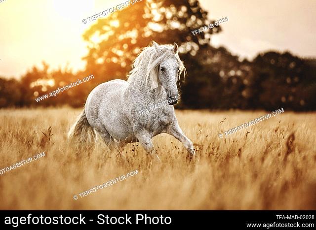 Andalusian horse in summer