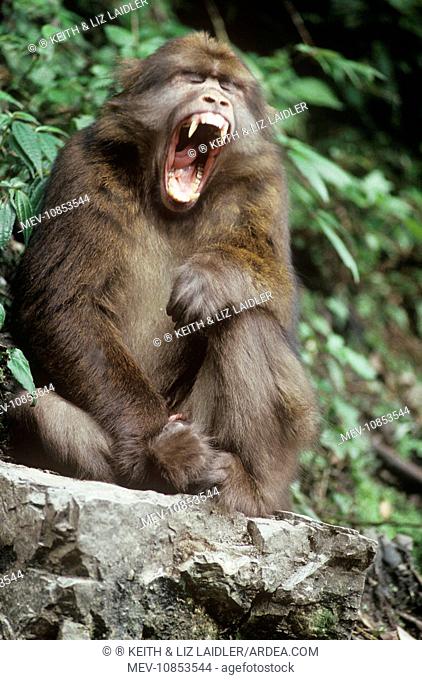 Tibetan / Pere David's / Chinese Stump-tailed / Milne-Edward's Macaque - yawning (Macaca thibetana)