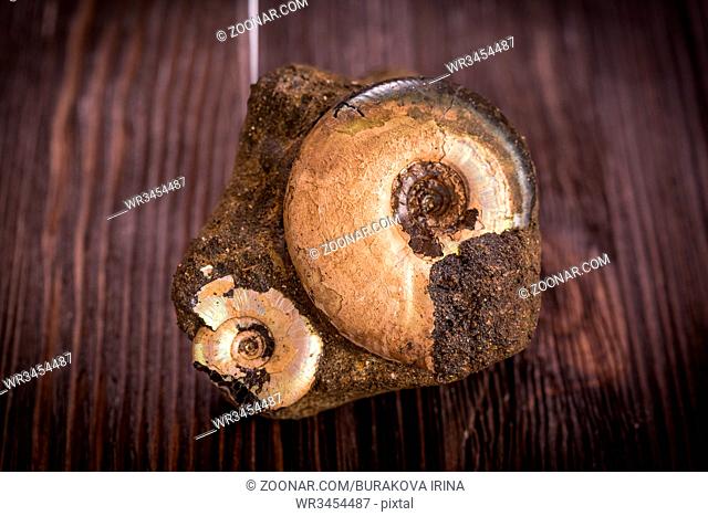 Variety Ammonites - fossil on a dark wooden background