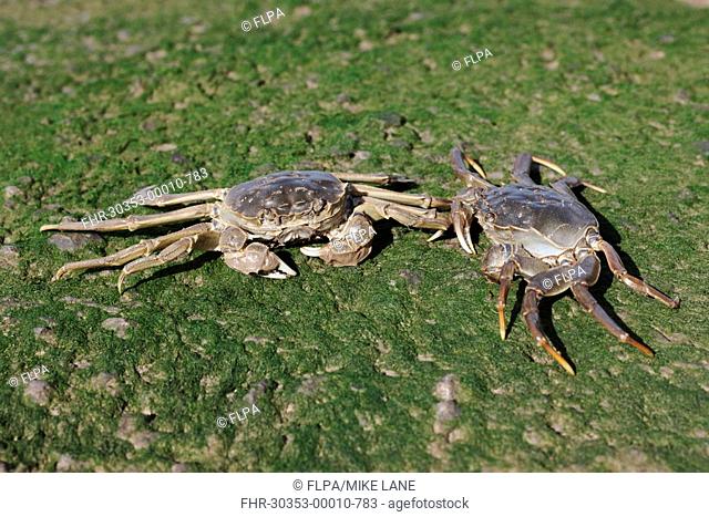 Chinese Mitten Crab Eriocheir sinensis introduced species, two adults, on shore, River Thames, London, England, october