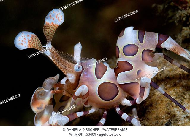 Harlequin Shrimp, Hymenocera elegans, Ambon, Moluccas, Indonesia