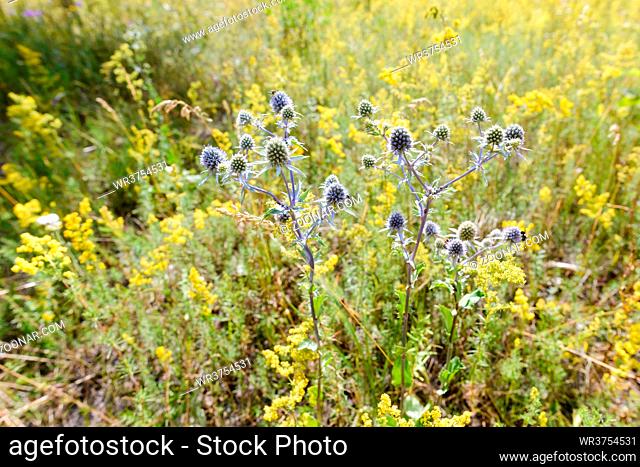 Eryngium campestre Flowers, also known as field eryngo, in a meadow close to Kiev, Ukraine
