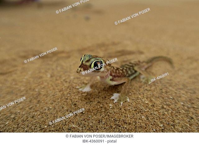 Namib Gecko, web-footed gecko or Palmato-Gecko (Pachydactylus rangei), Namib Desert in Swakopmund, Namibia