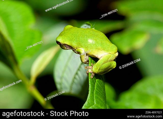 Cope's Gray Tree frog grabs tight to a leaf