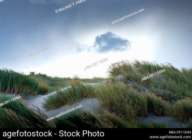 Germany, Lower Saxony, East Frisia, Juist, beach grass (Ammophila)