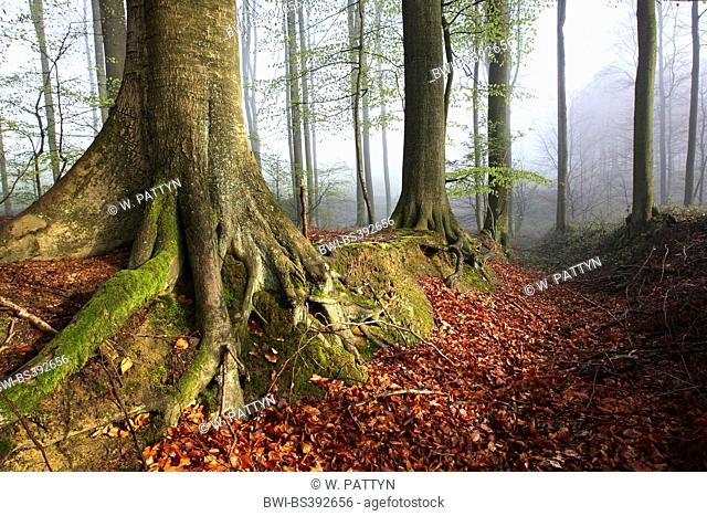 common beech (Fagus sylvatica), roots of a beech, forest in autumn, Belgium, Ardennes