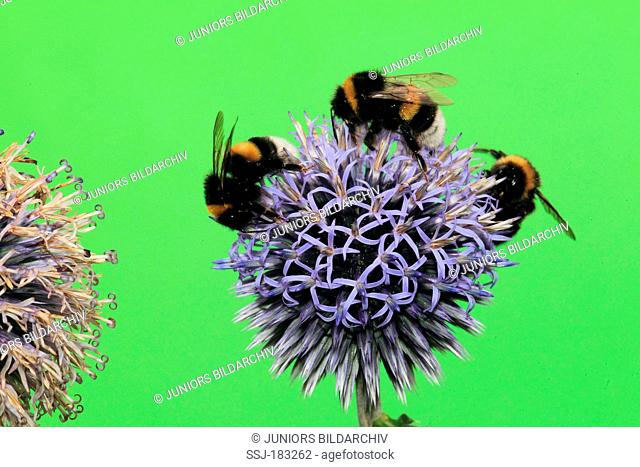 Buff-tailed Bumble Bee (Bombus terrestris) . Three individuals drinking nectar from Globe Thistle flowers. Germany