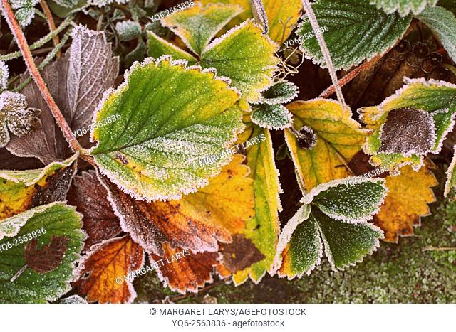Strawberry leaves covered with frost, close up