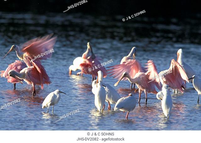 Roseate Spoonbill, Ajaia ajaja, Sanibel Isalnd, Florida, USA, group hunting in water