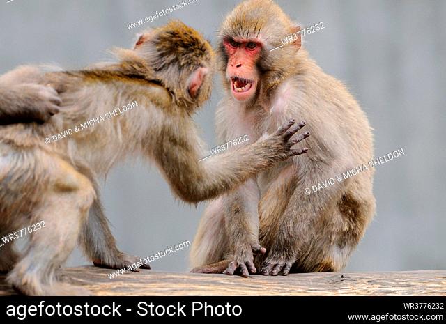 Two Japanese Macaques