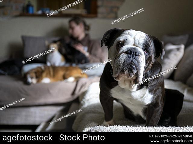 PRODUCTION - 03 October 2022, Brandenburg, Heideblick: A sick bulldog sits on the sofa in Stephanie Badura's living room