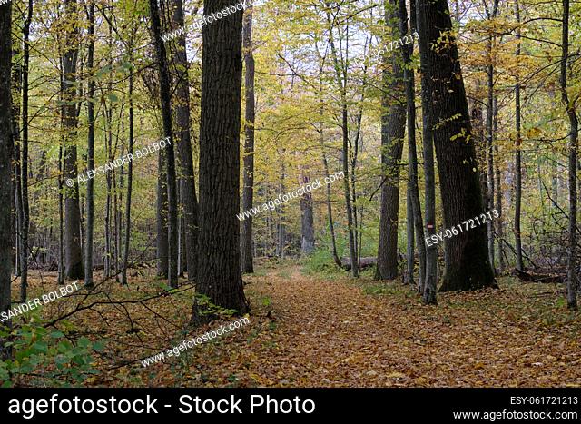 Autumnal midday in deciduous forest stand with old oak trees and narrow dirt road crossing stand, Bialowieza Forest, Poland, Europe