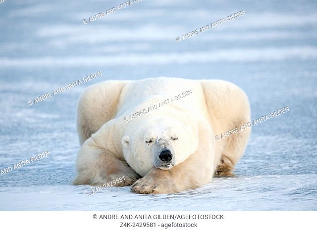 Polar bear (Ursus maritimus) lying down and sleeping on blue ice, Churchill, Manitoba, Canada