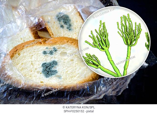 Bread with mould, composite image