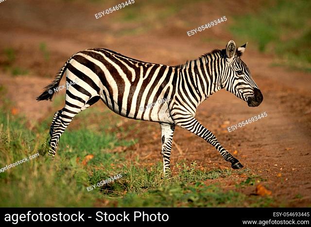 Plains zebra trots over ditch beside track