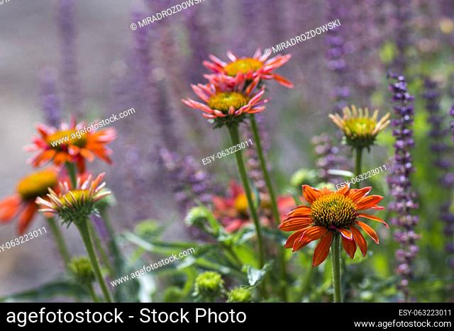 echinacea - coneflowers in the garden - abstrackt background